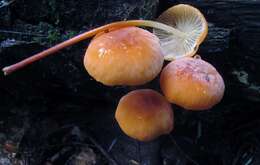 Image of Marasmius cohaerens (Pers.) Cooke & Quél. 1878