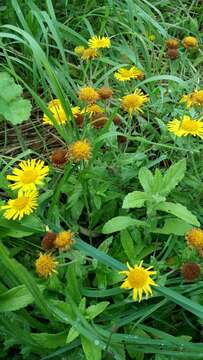 Image of common fleabane