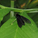 Image of Chrysopilus velutinus Loew 1861