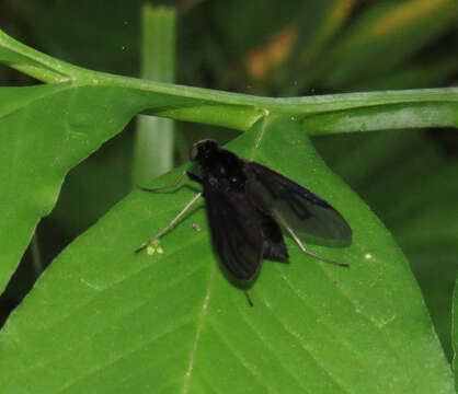 Image de Chrysopilus velutinus Loew 1861