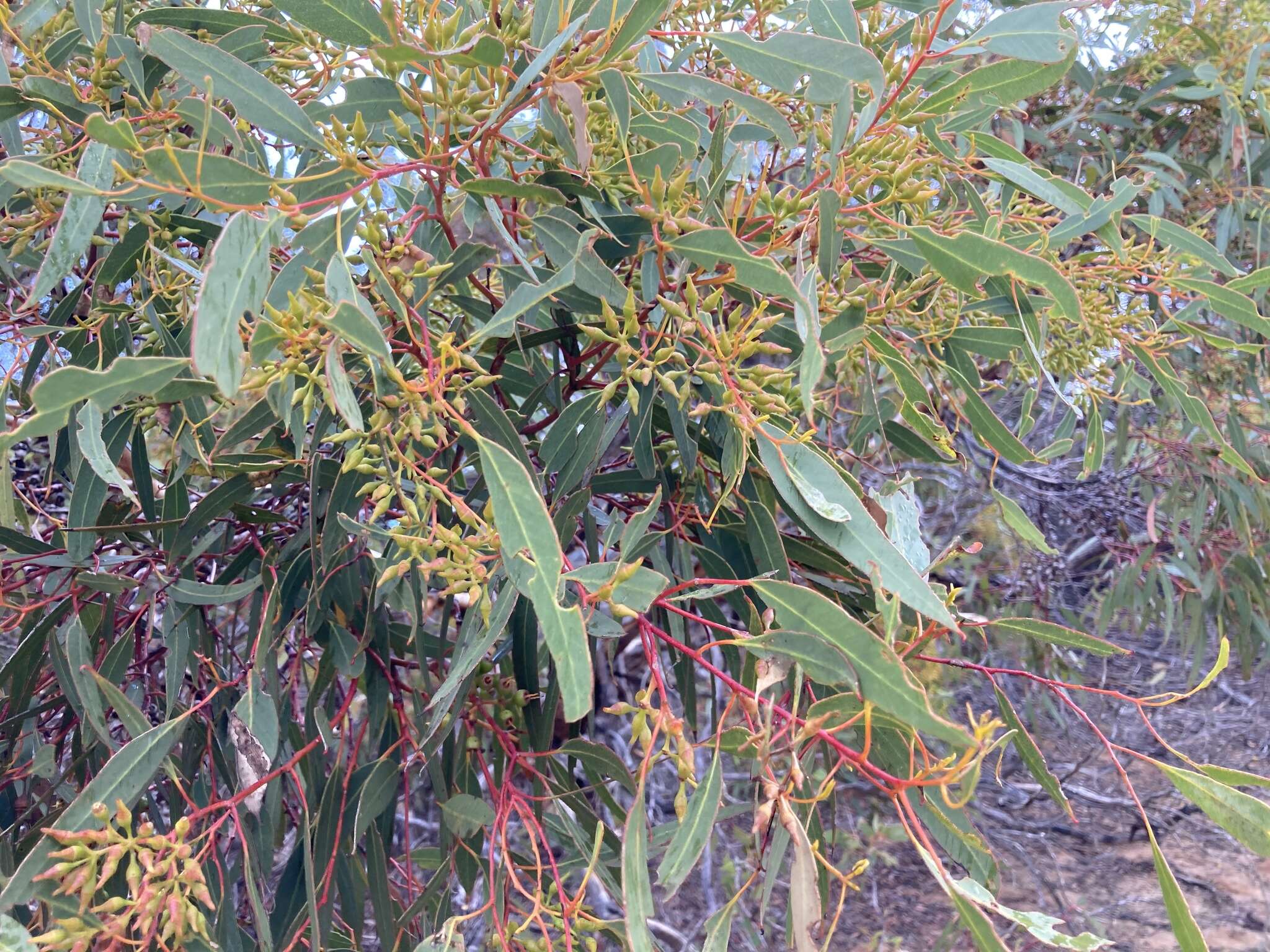 Image of Red Mallee