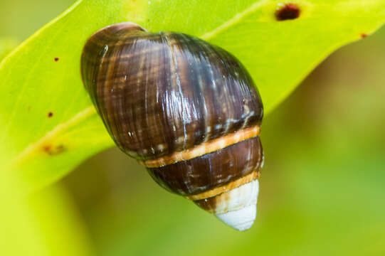 Imagem de <i>Achatinella mustelina</i>