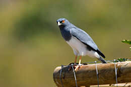 Image of White-bellied Goshawk