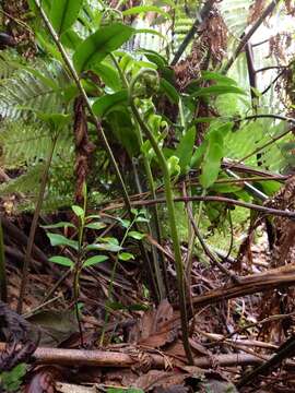 Image of Asplenium oblongifolium Col.