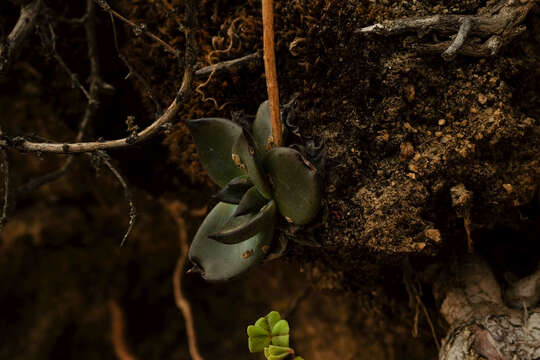 Sivun Echeveria peruviana Meyen kuva