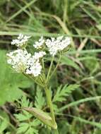 Image of Rocky Mountain hemlockparsley