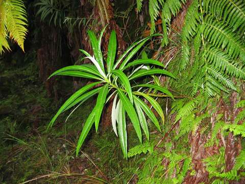 Image de Lobelia hypoleuca Hillebr.