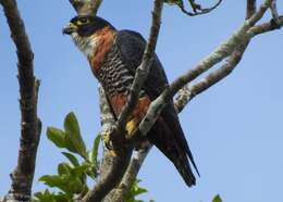 Image of Orange-breasted Falcon