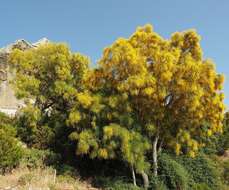 Image of Mt. Etna broom