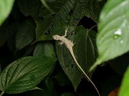 Image of Anolis lyra Poe, Velasco, Miyata & Williams 2009