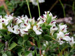 Image of Amphithalea micrantha (E. Mey.) Walp.