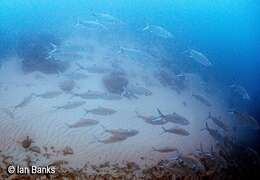 Image of tarpons