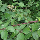 Image of Rubus praecox Bertol.