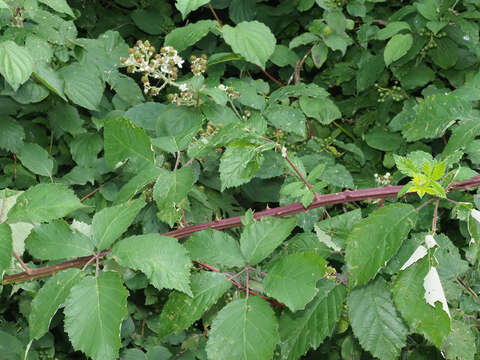 Image of Rubus praecox Bertol.