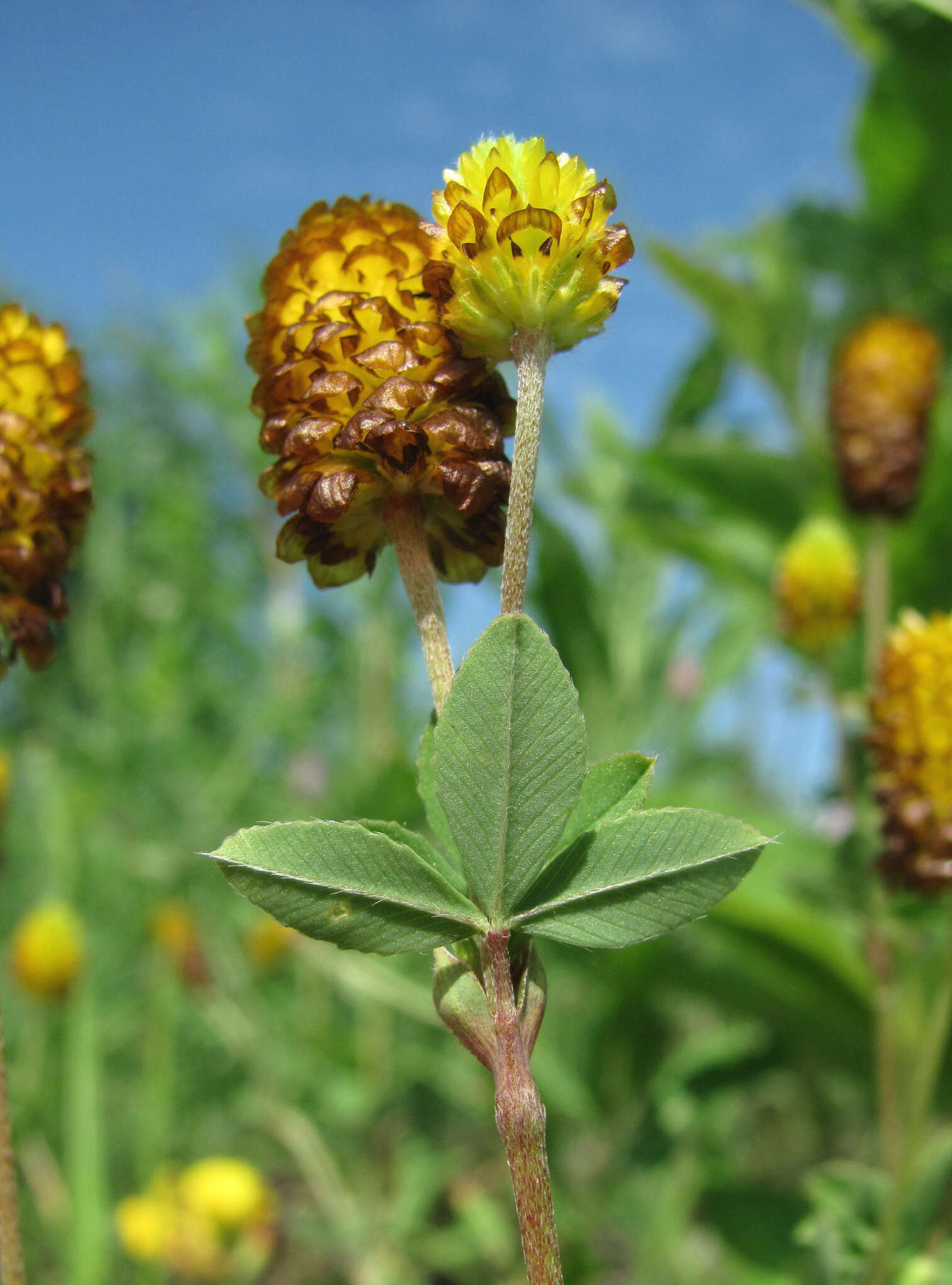 Image of brown moor clover