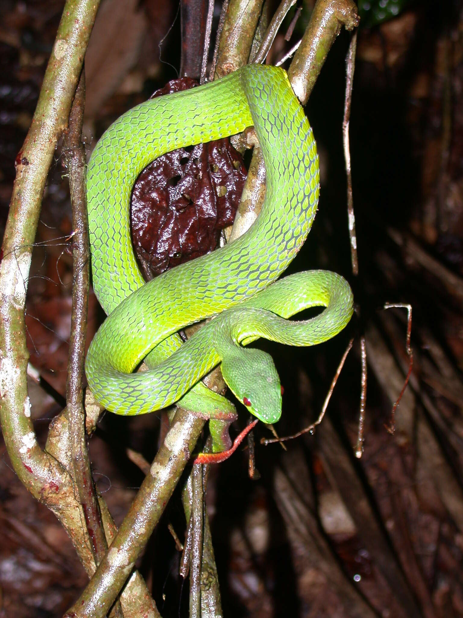 Image of Trimeresurus guoi Chen, Shi, Vogel & Ding 2021