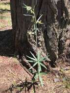 Fritillaria brandegeei Eastw. resmi