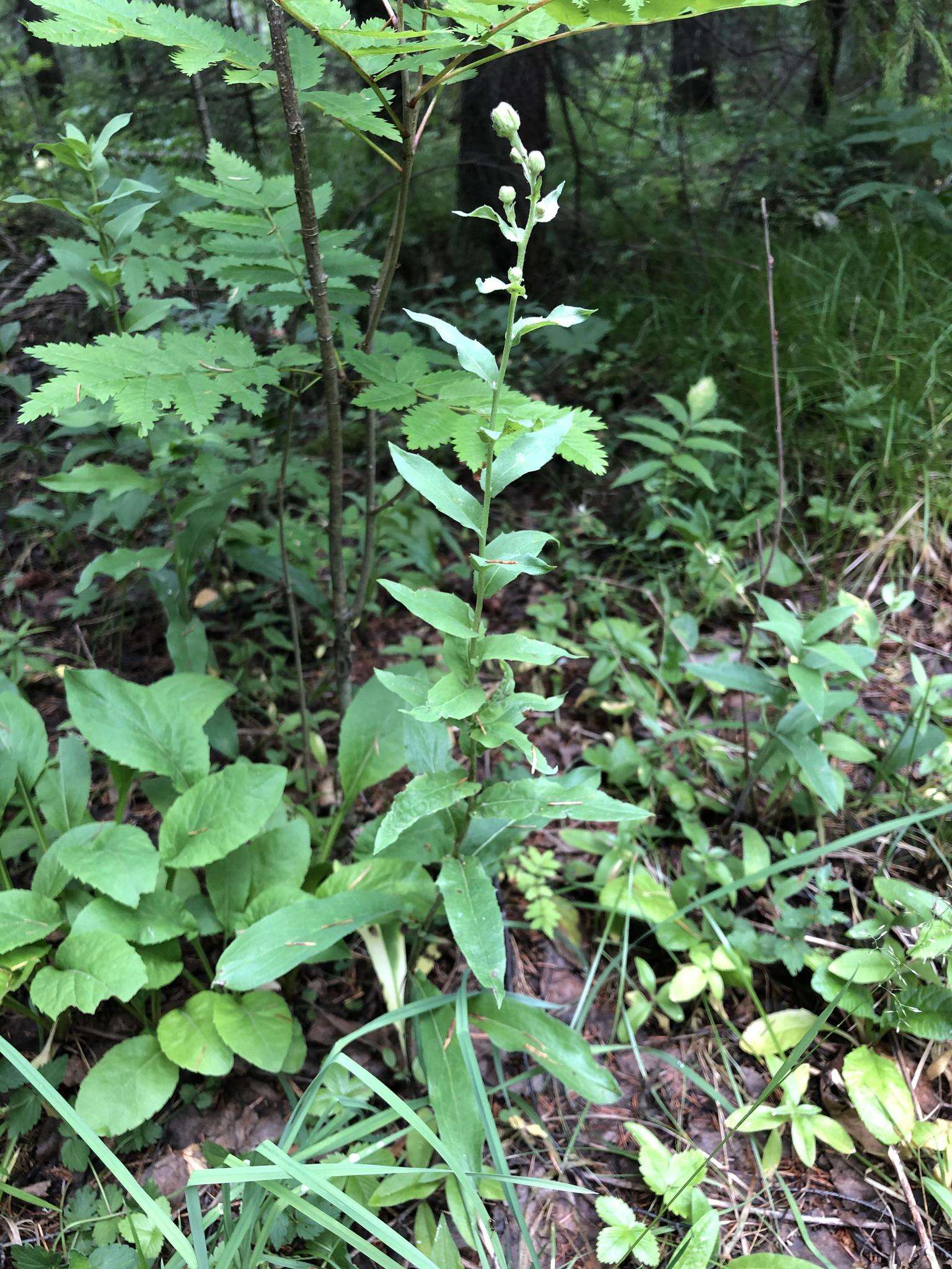 Image of Hieracium krylovii Nevski ex Krylov