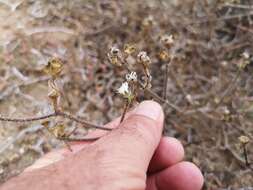 Imagem de Drosanthemum calycinum (Haw.) Schwant.