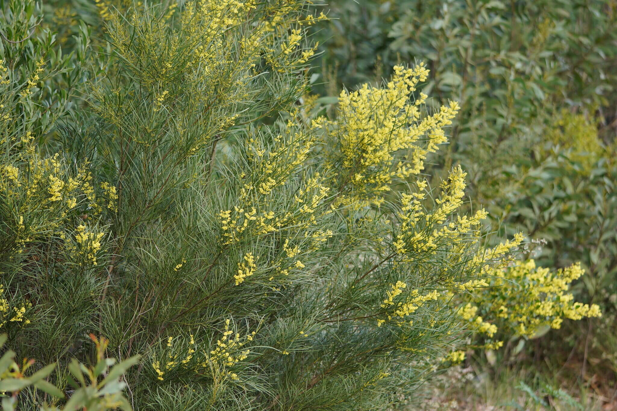 Imagem de Acacia mucronata Willd. ex H. L. Wendl.