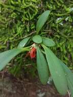 Image of Specklinia tribuloides (Sw.) Pridgeon & M. W. Chase