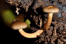 صورة Armillaria novae-zelandiae (G. Stev.) Boesew. 1977