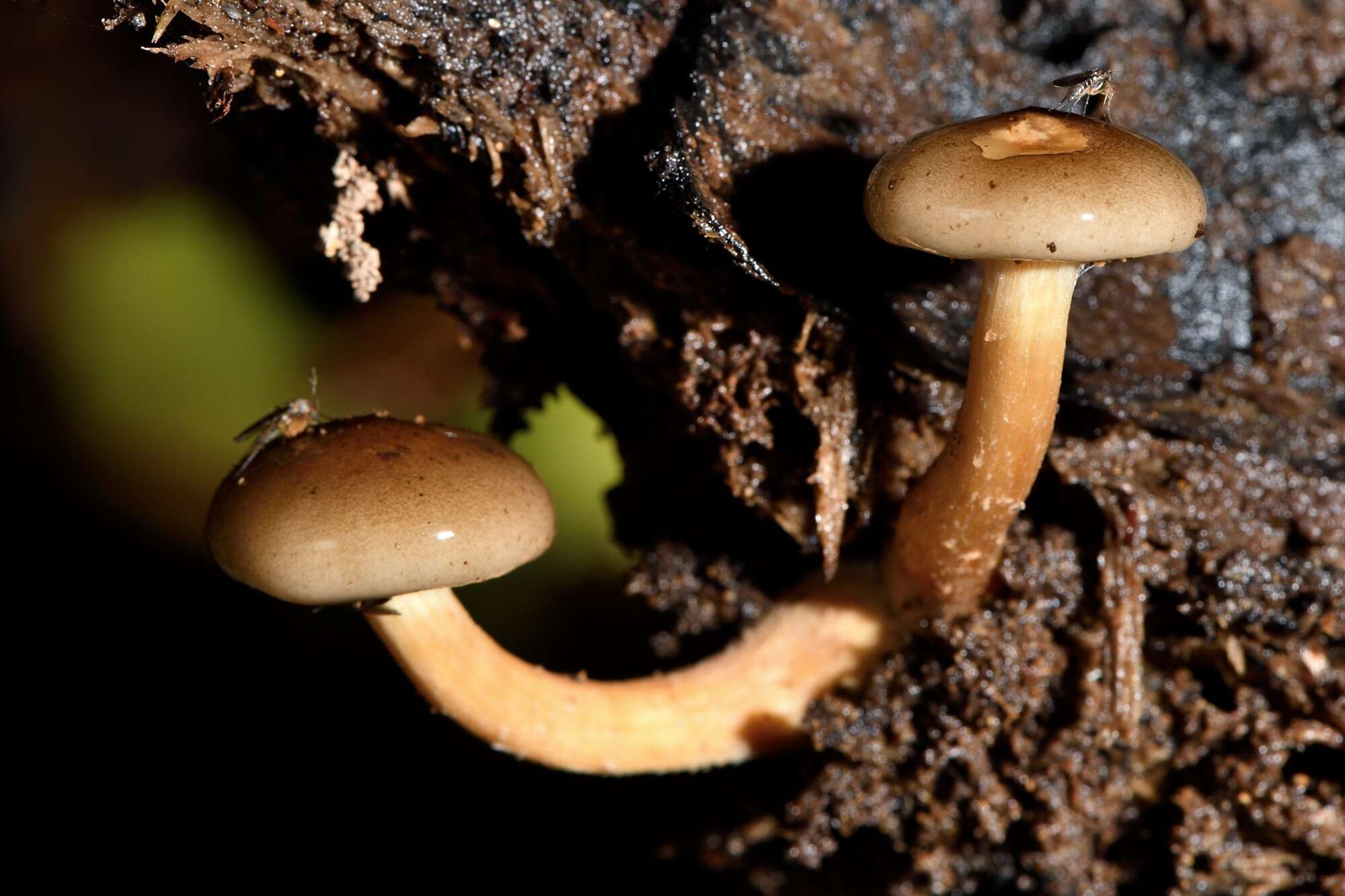 صورة Armillaria novae-zelandiae (G. Stev.) Boesew. 1977