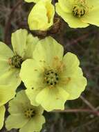 Image of Lapland poppy