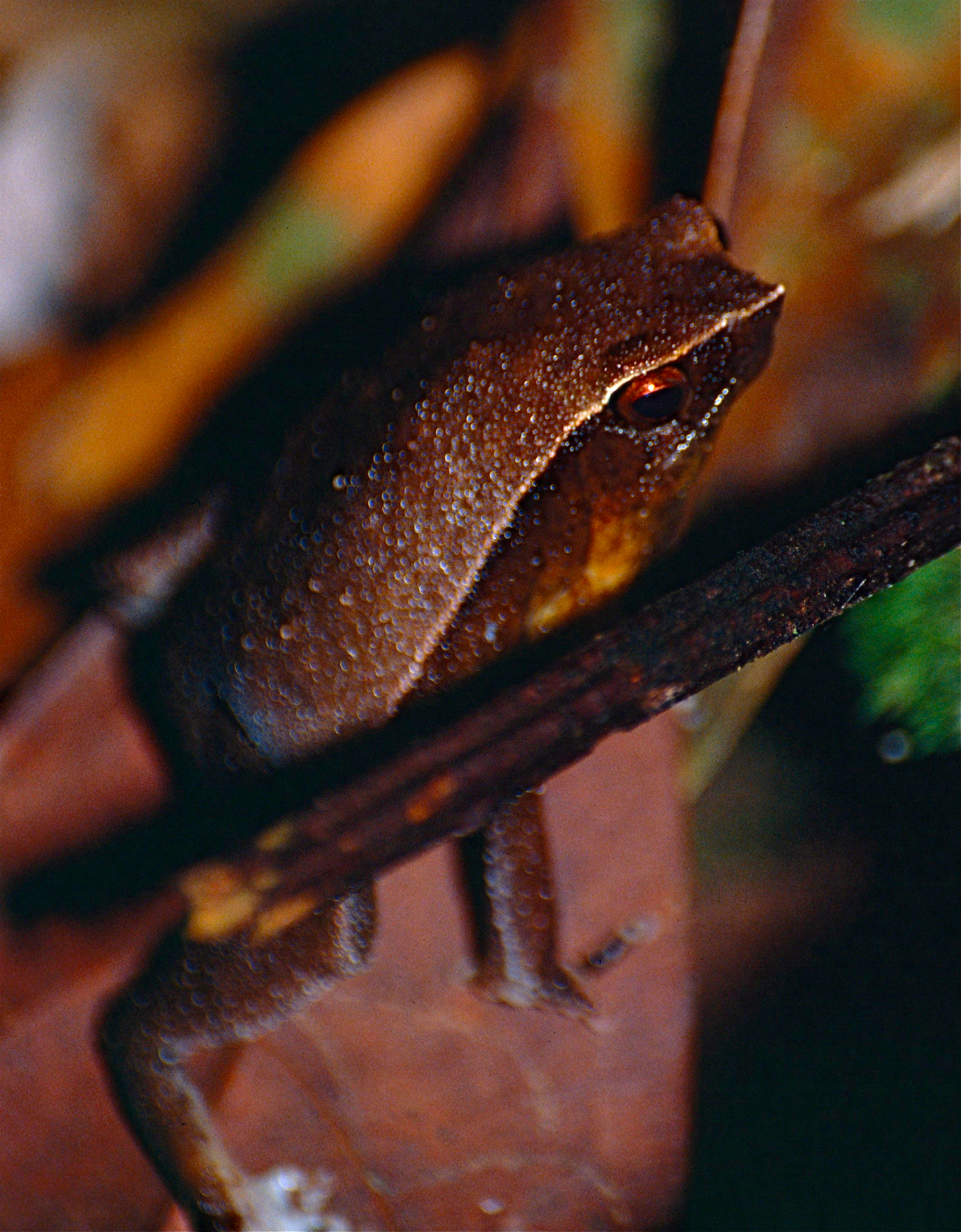 Image of Black-spotted sticky frog