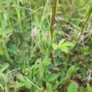 Image of Jaapiella genisticola (Low 1877)