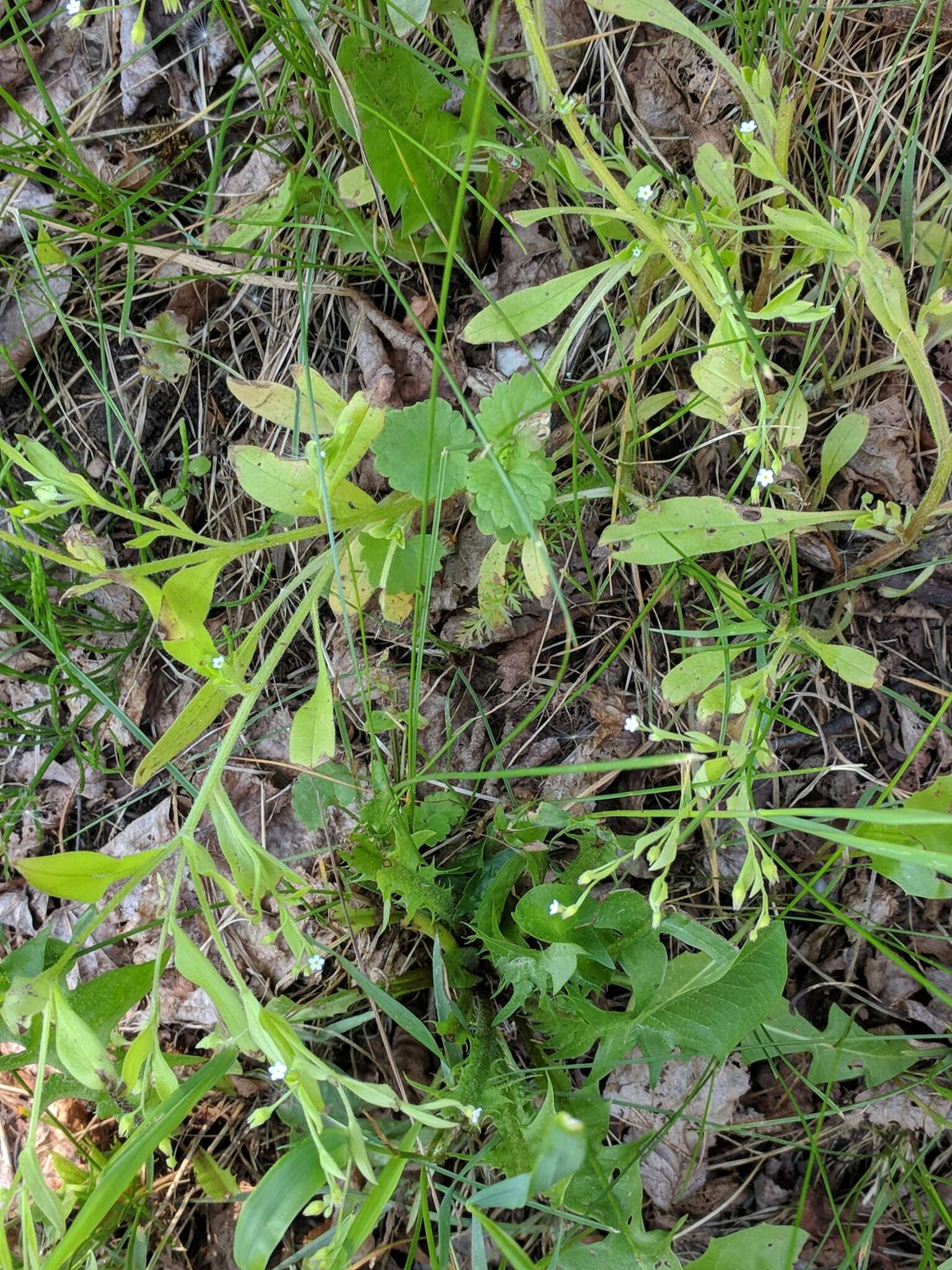 Image of Myosotis sparsiflora Pohl