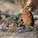 Image of Chersomanes albofasciata macdonaldi (Winterbottom 1958)