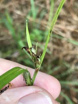 Image de Scleria oligantha Michx.