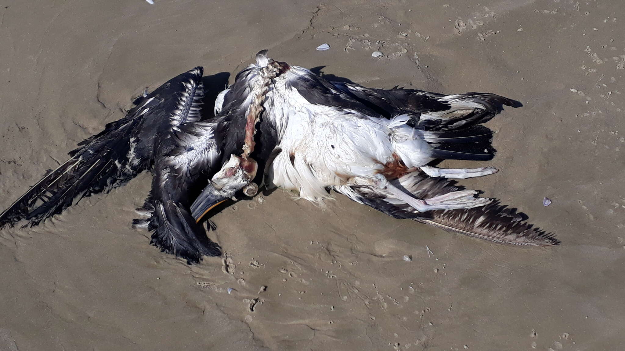 Image of Atlantic Yellow-nosed Albatross