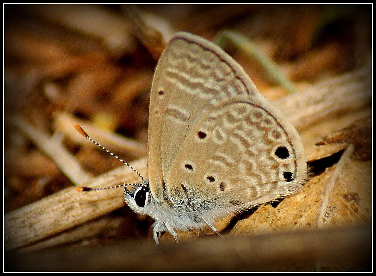 Image of Bright Babul Blue