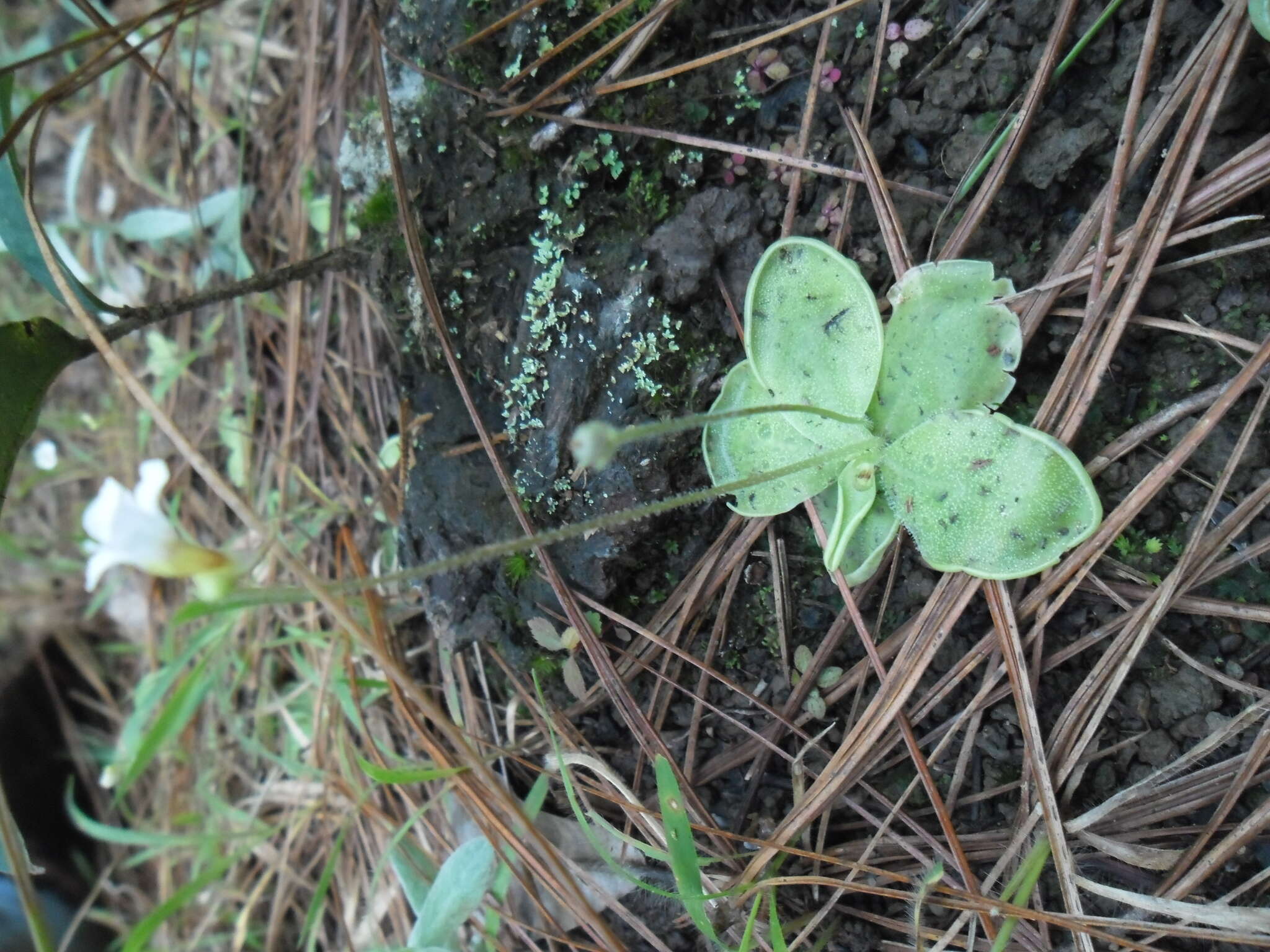 صورة Pinguicula sharpii S. J. Casper & K. Kondo