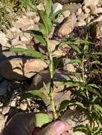 Image of Persicaria madagascariensis (Meisn.) S. Ortiz & J. A. R. Paiva