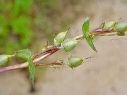 صورة Penstemon murrayanus Hook.