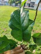 Image of Solanum sycophanta Dun.