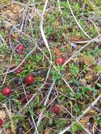 Image of Vaccinium microcarpum (Turcz. ex Rupr.) Schmalh. ex Busch