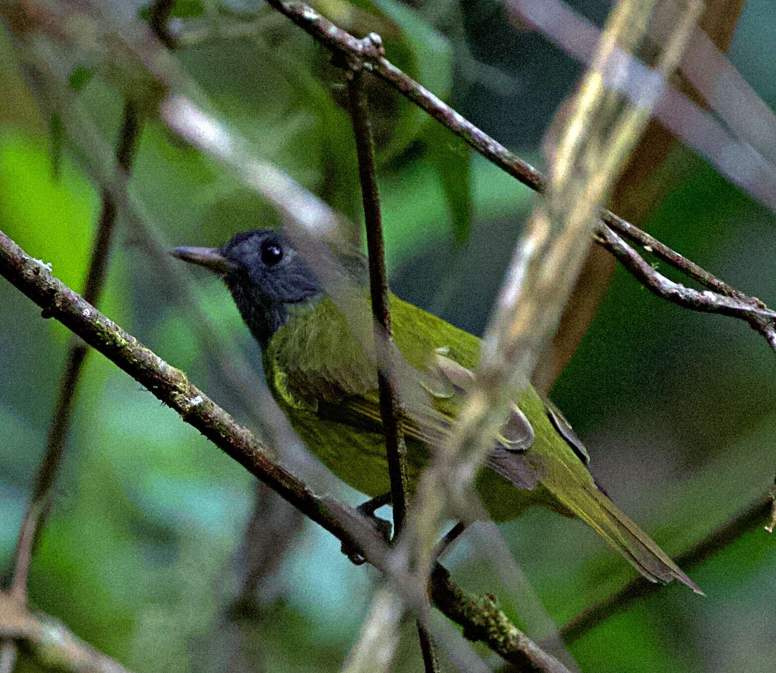 Image of Streak-necked Flycatcher