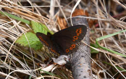 Image de Erebia jeniseiensis Trybom 1877