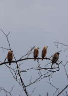 Image of Pale-headed Munia