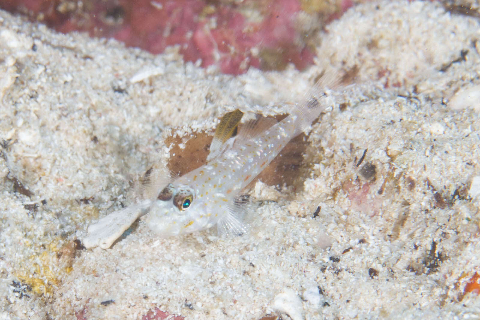 Fusigobius melacron (Randall 2001) resmi