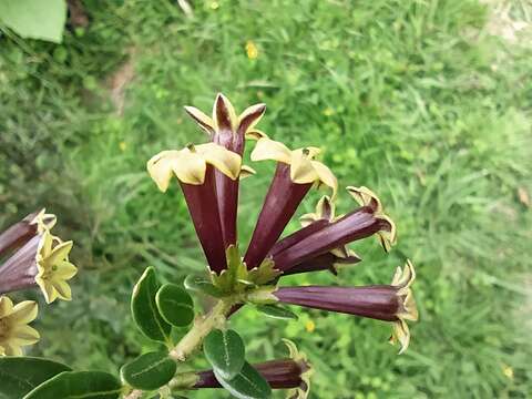 صورة Cestrum buxifolium Kunth