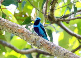 Image of Turquoise Cotinga