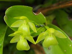 Image of Epidendrum hunterianum Schltr.