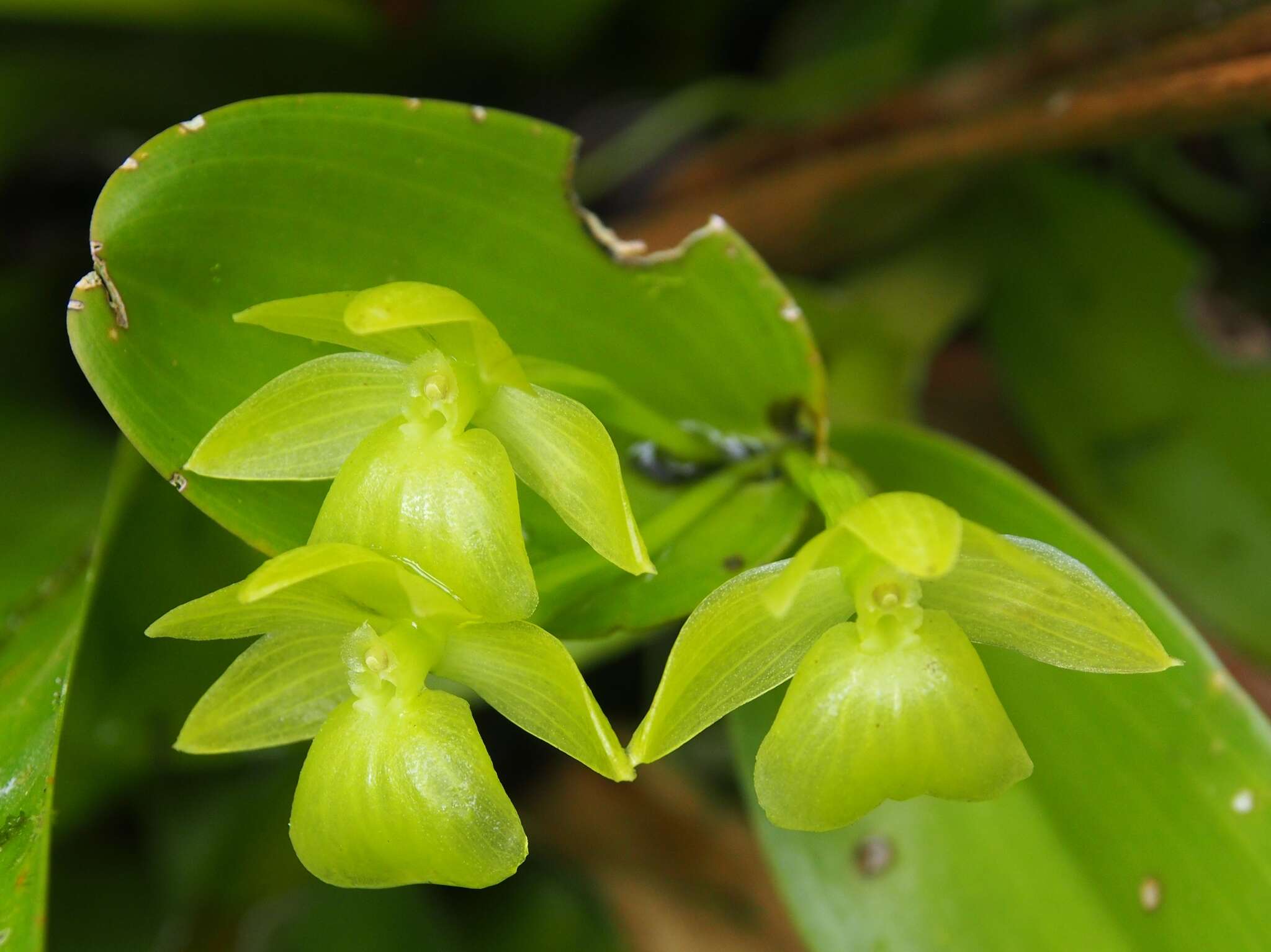 Image of Epidendrum hunterianum Schltr.