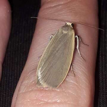 Image of dingy footman