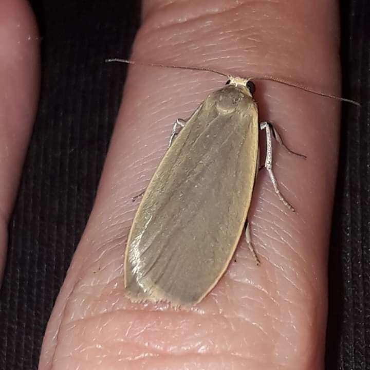 Image of dingy footman